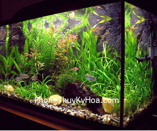 aquarium design 2 Hỏi Đáp Phong Thủy: Nên đặt hồ cá ở chỗ nào?