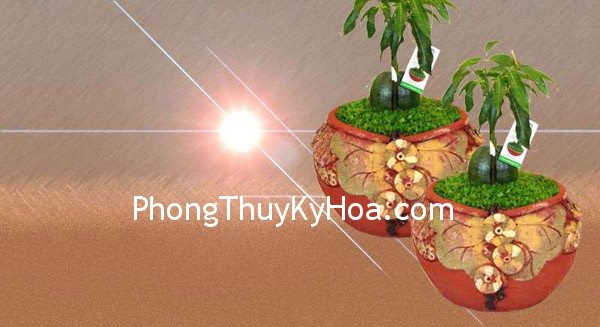 ywp1188550229 Hỏi Đáp Phong Thủy: Cây đồng tiền kỳ diệu