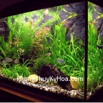 aquarium-design-2